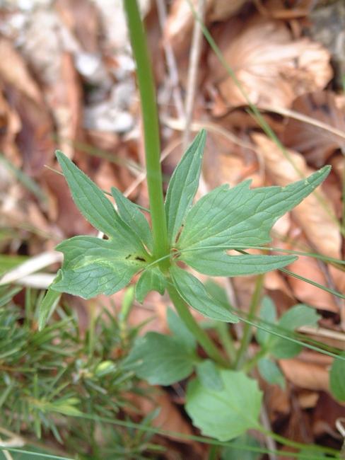 Valeriana tripteris / Valeriana trifogliata